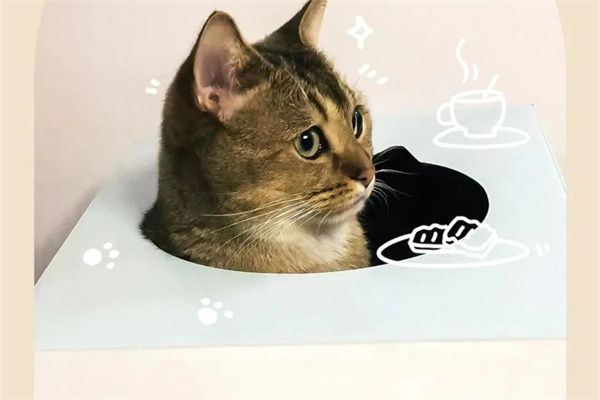 ¶Ȱѡʮа