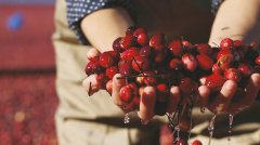 Ocean Spray 桰ݮжӪ