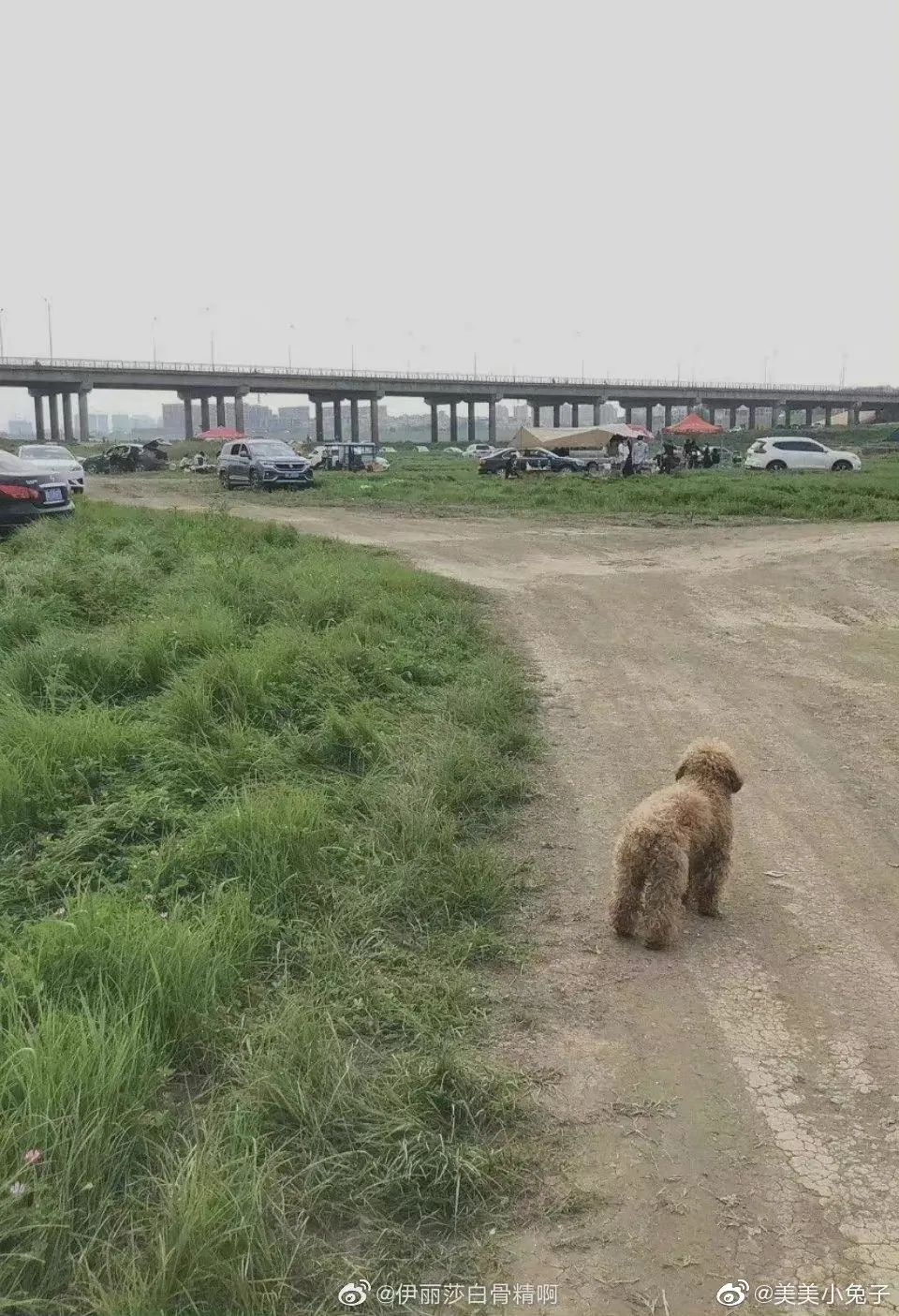 С鷭